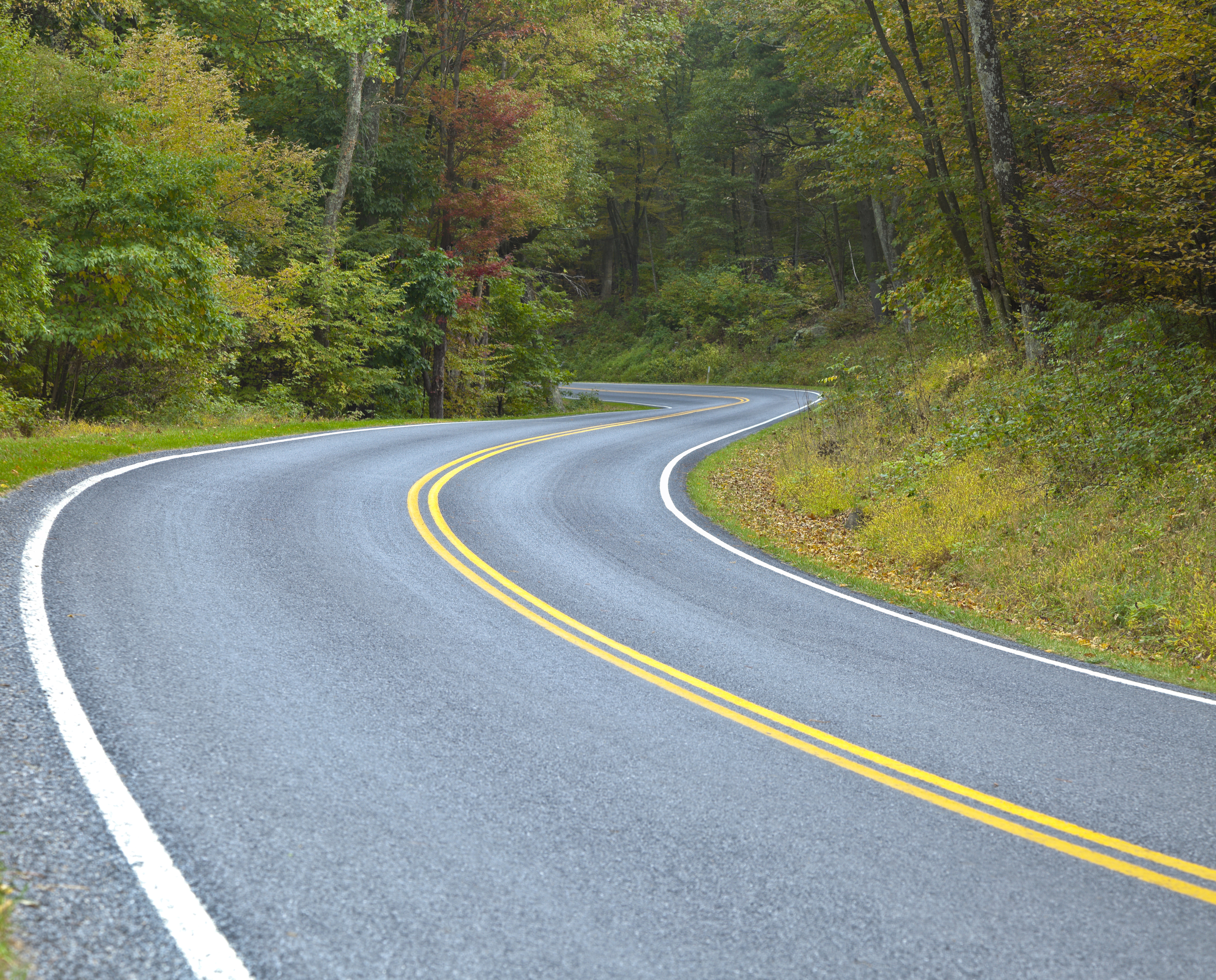 A winding road in the forest