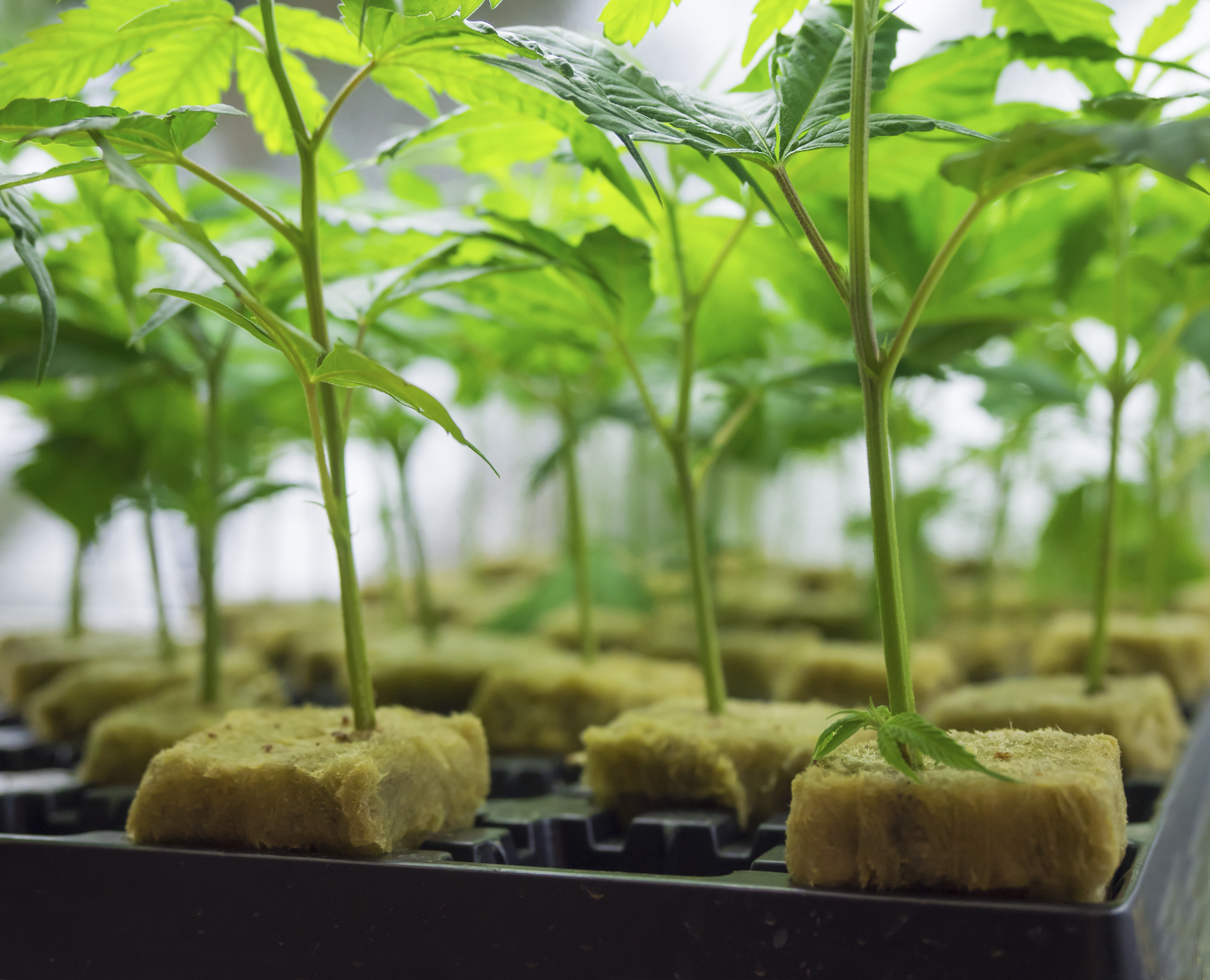 Jeunes semis de cannabis dans des cubes de laine minérale, dans un environnement intérieur contrôlé.