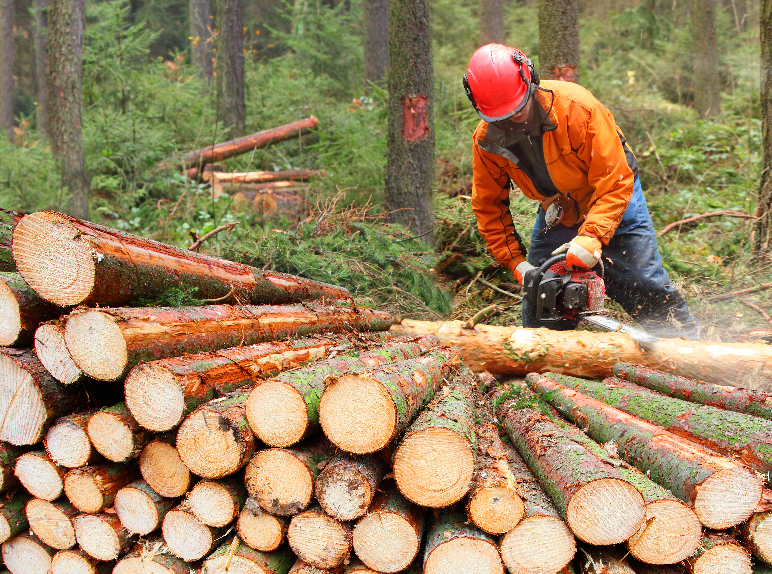 Forestry worker wearing orange jacket and red helmet cutting logs with a chainsaw in a dense forest.