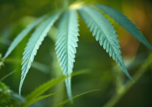 Close-up of a green cannabis leaf with serrated edges against a blurred natural background.