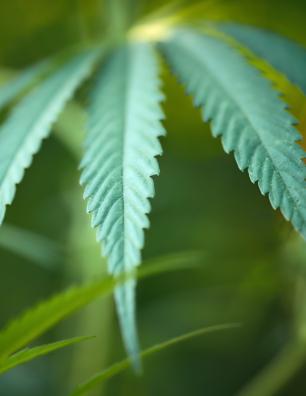 Gros plan d’une feuille verte de cannabis aux bords dentelés sur un arrière-plan verdâtre flou.