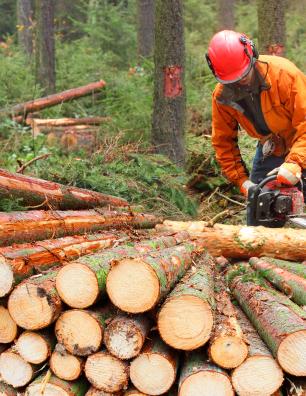 Forestry worker wearing orange jacket and red helmet cutting logs with a chainsaw in a dense forest.