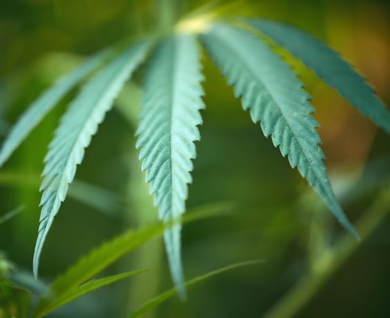 Close-up of a green cannabis leaf with serrated edges against a blurred natural background.